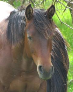 Pictured as a yearling Summer 2013